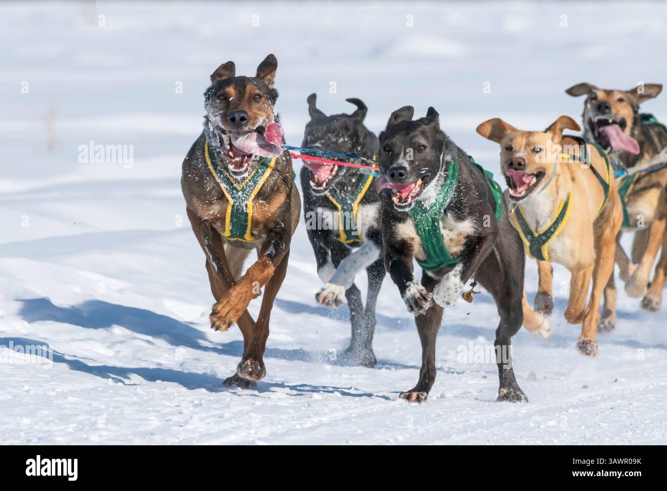 Sled Dogs; North American Dogsled Championships; 2025;Fairbanks Alaska Stock Photo