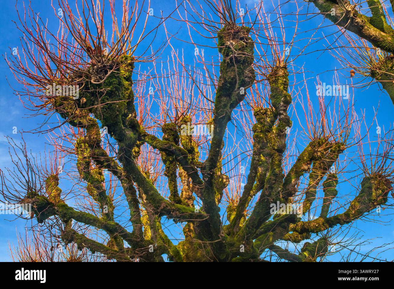Pollarded Lime / Linden / Tilleul / Basswood (Tilia) tree branches with new Spring growth sprouting. Stock Photo