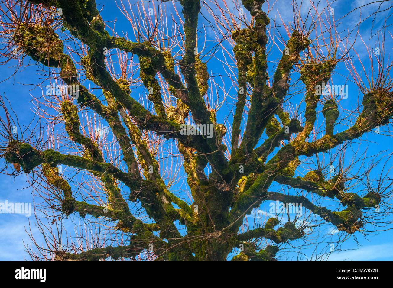 Pollarded Lime / Linden / Tilleul / Basswood (Tilia) tree branches with new Spring growth sprouting. Stock Photo