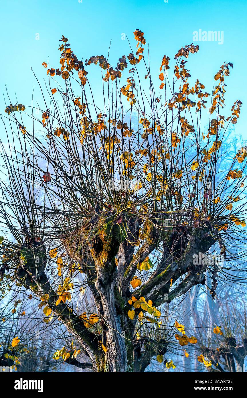 Last Autumn leaves remaining on pollarded Lime / Linden / Tilleul / Basswood (Tilia) tree branches. Stock Photo