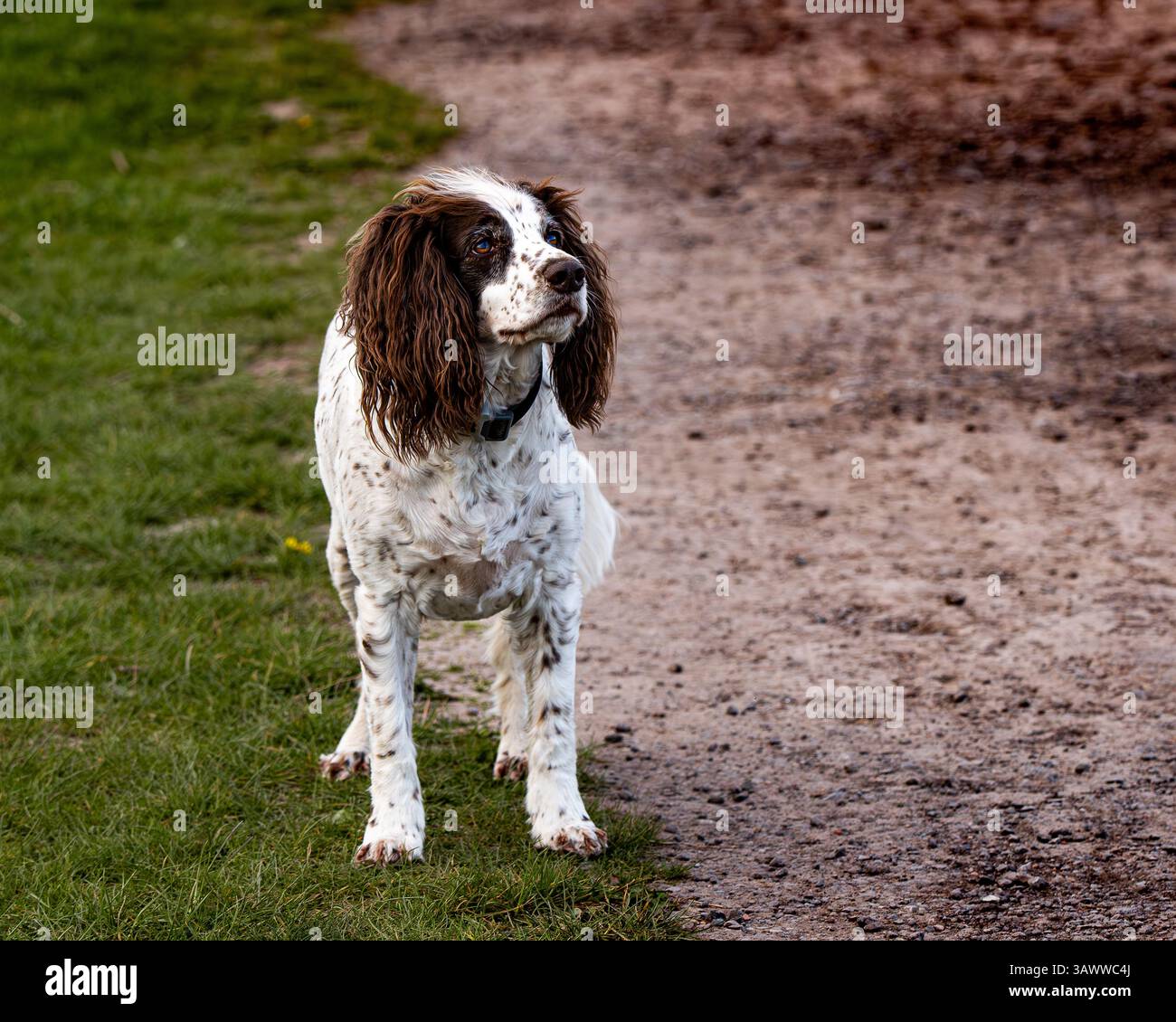 Springer Spaniel. Stock Photo