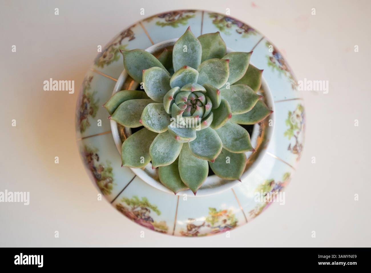 Planta antigua hi-res stock photography and images - Alamy