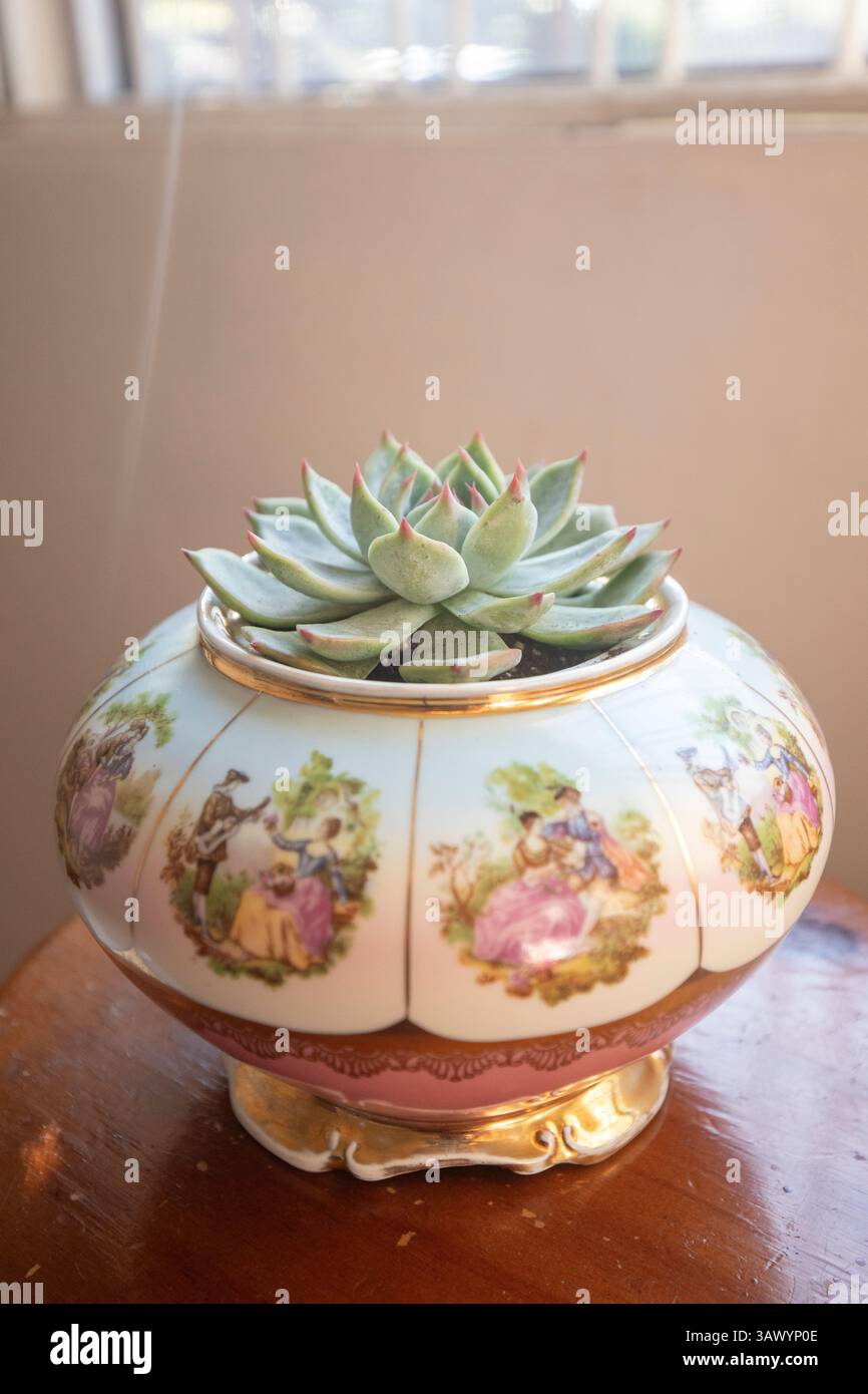 Planta en estudio hi-res stock photography and images - Alamy
