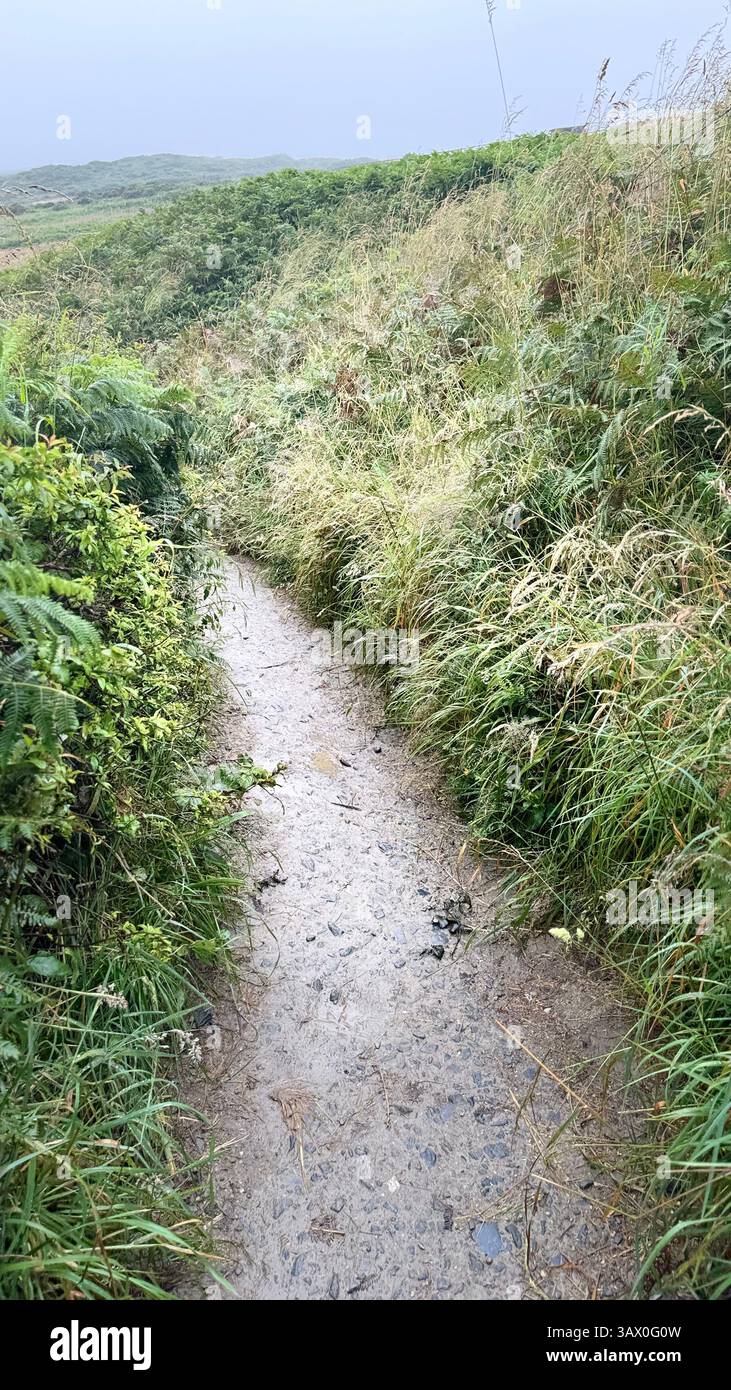 Misty Pathway at the Cliffs of Moher, Ireland – A rugged trail winding through lush greenery, capturing the raw beauty of Ireland’s iconic coastal lan - Smartphone Captured Stock Image