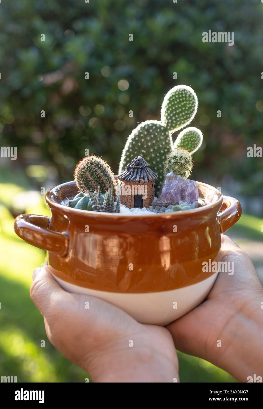 Plantas de cactus suculentas hi-res stock photography and images - Alamy