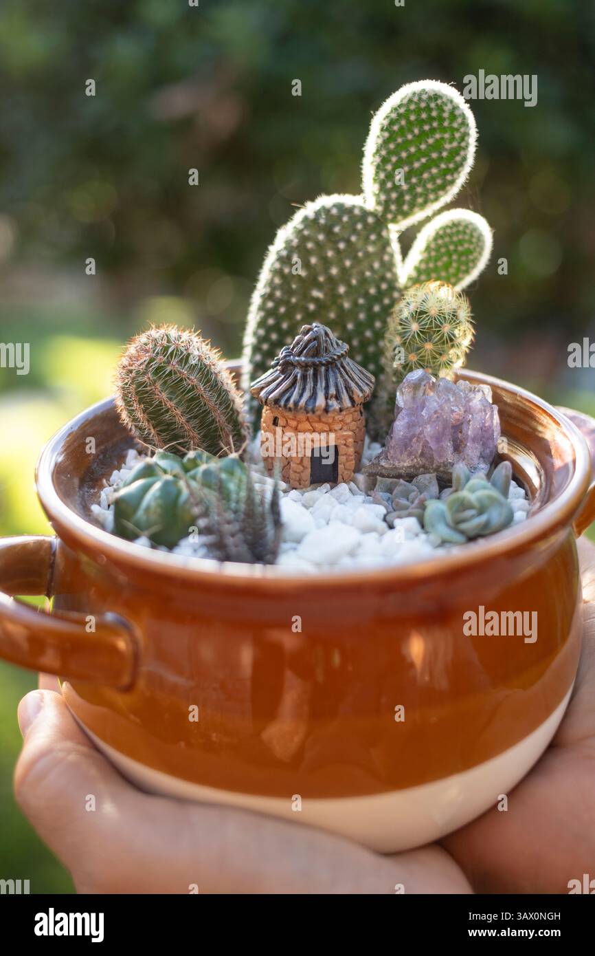 Plantas de cactus suculentas hi-res stock photography and images - Alamy