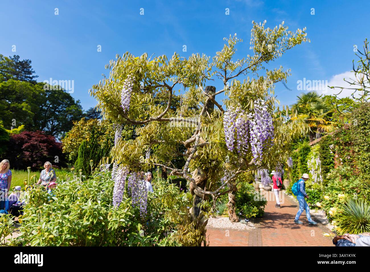 Wisteria floribunda issai perfect hi-res stock photography and images -  Alamy