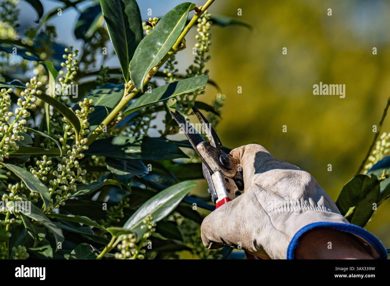 Eine Frau bei der Gartenarbeit. Das Schneiden von Zweigen an einem  Kirschlorbeer. In Aachen am 7. April 2025. GERMANY - AACHEN - GARDEN Stock  Photo - Alamy