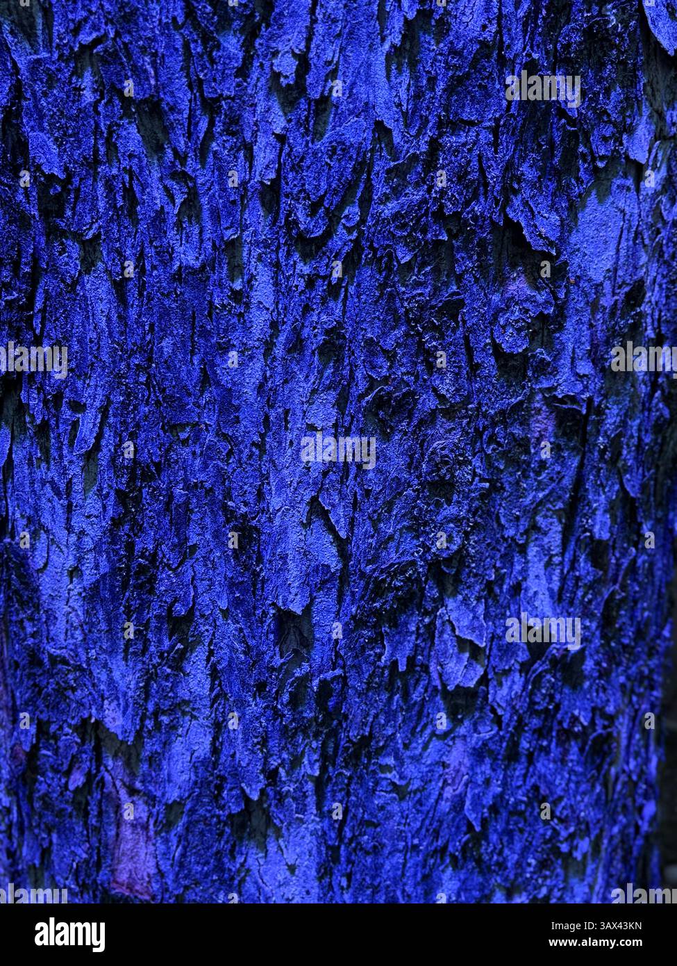 Vivid Blue Lit Tree Bark Texture - Smartphone Captured Stock Image