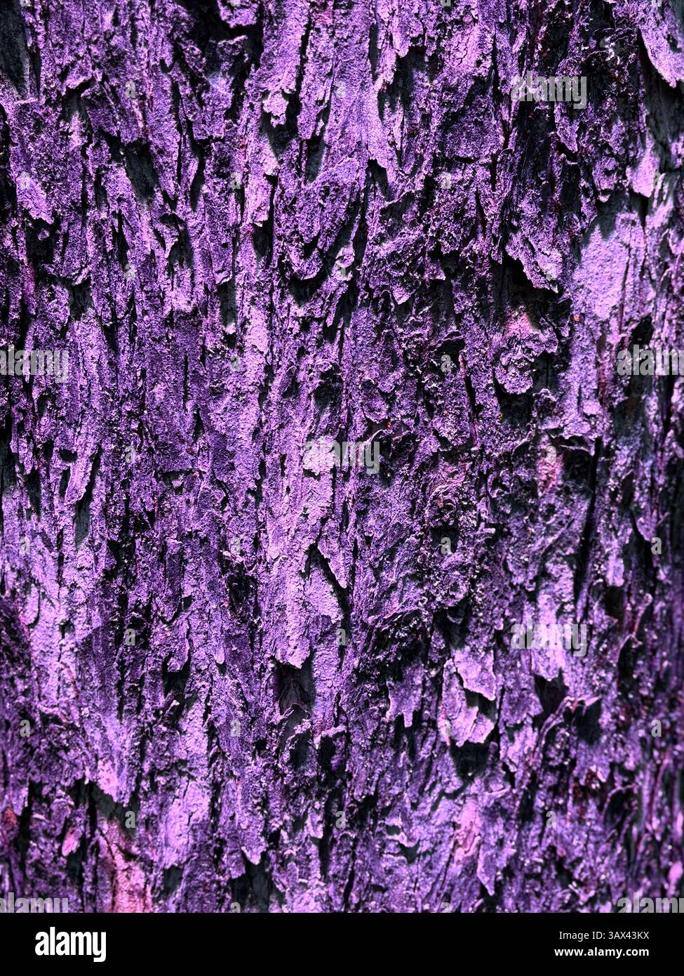 Tree Bark Illuminated in Vivid Purple Light - Smartphone Captured Stock Image