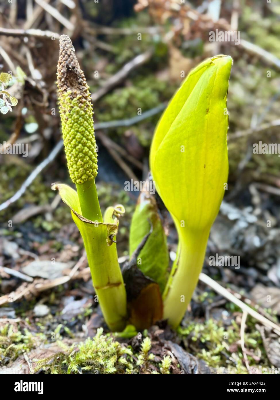Emerging Skunk Cabbage in Forest Understory - Smartphone Captured Stock Image