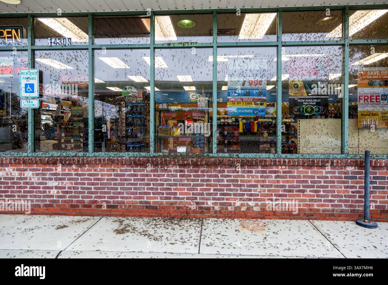 A mayfly infestation on the exterior of a convenience store in Leo ...
