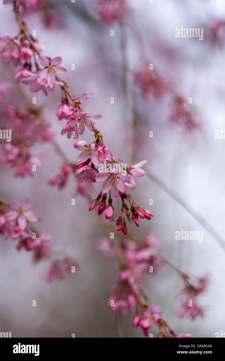 Close-up of weeping cherry blossoms, Prunus × subhirtella ‘Pendula’, at New England Botanic Garden at Tower Hill, Boylston, Massachusetts, USA. Stock Photo