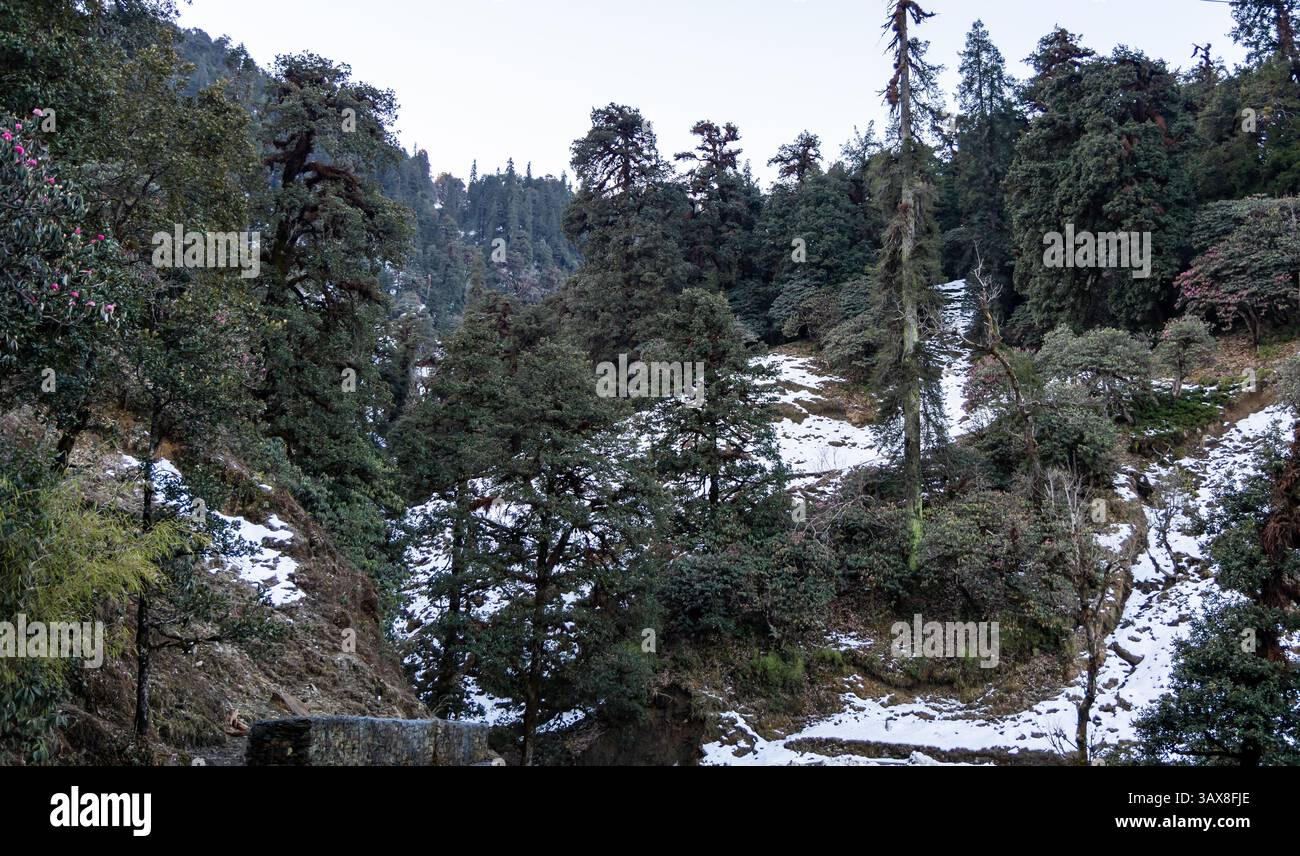 Snow dusted forest path hi-res stock photography and images - Alamy