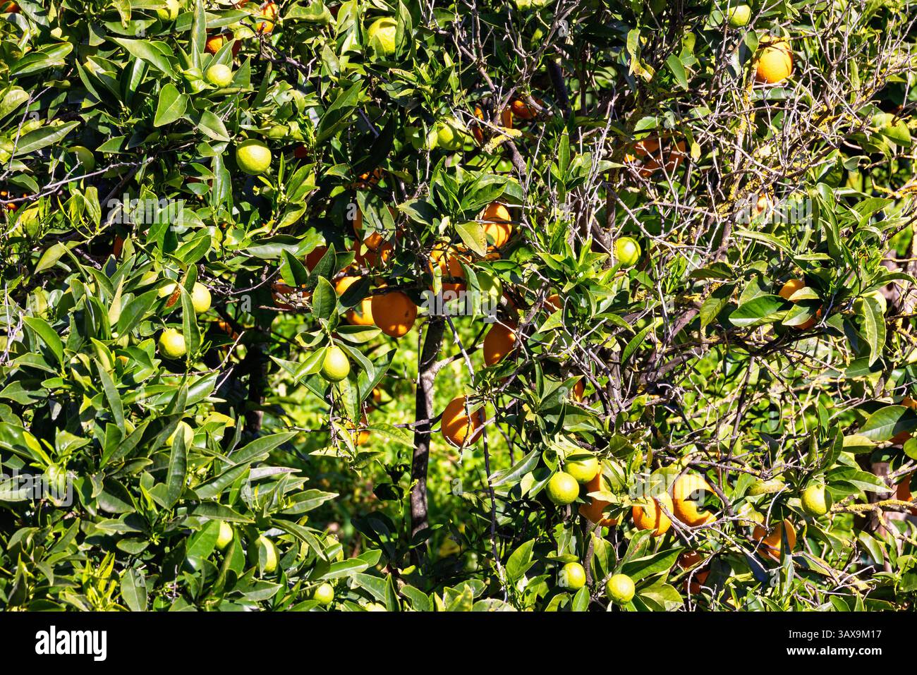 Oranges growing on a tree in a orchard Stock Photo