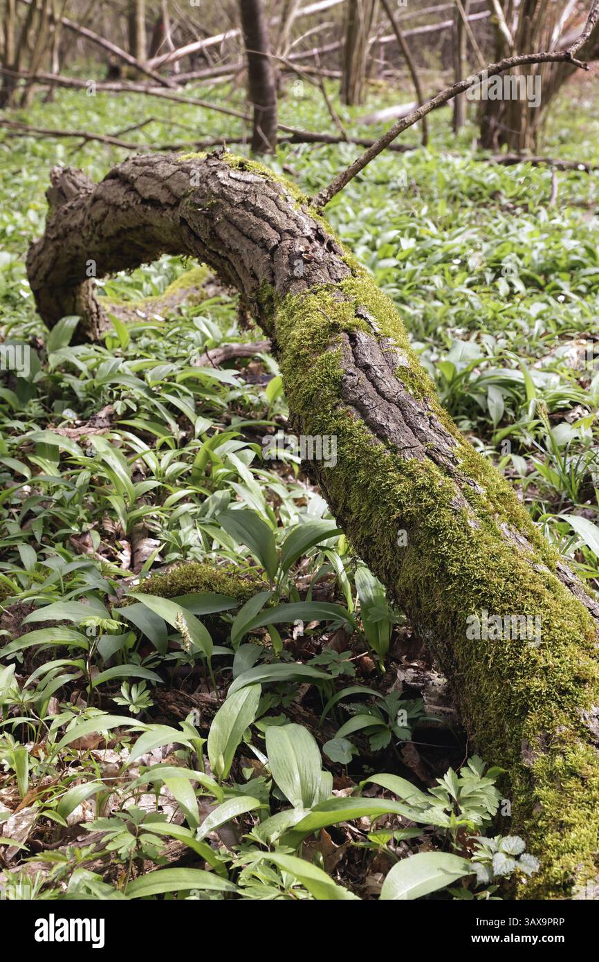 Rotted tree hi-res stock photography and images - Alamy