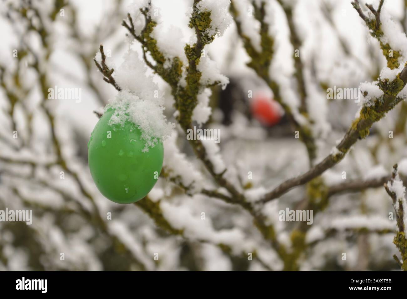 Colourful Easter eggs hanging on a tree covered in snow Stock Photo