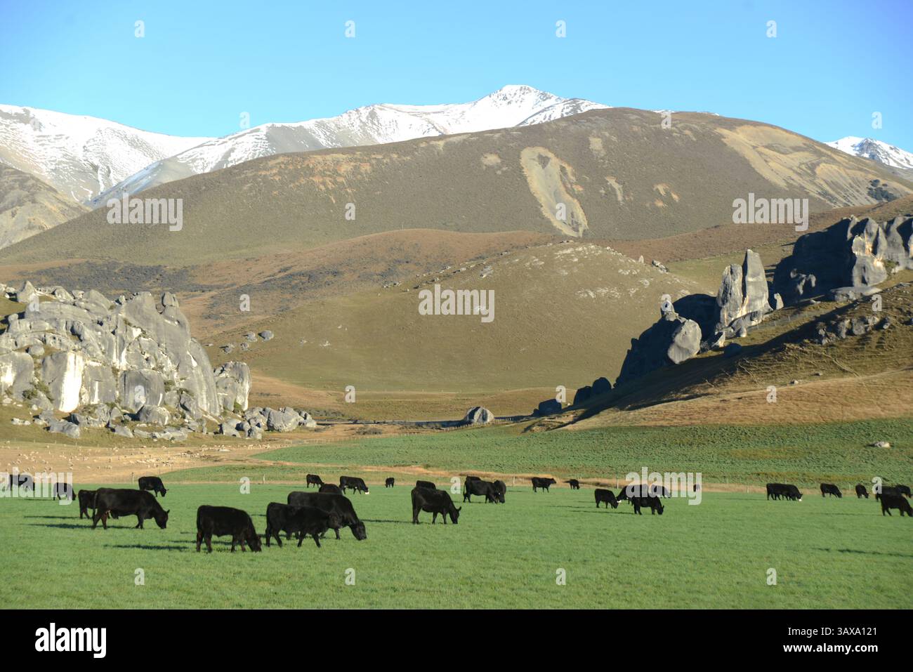 Angus beef cattle grazing at Castle Hill Station, New Zealand Stock ...