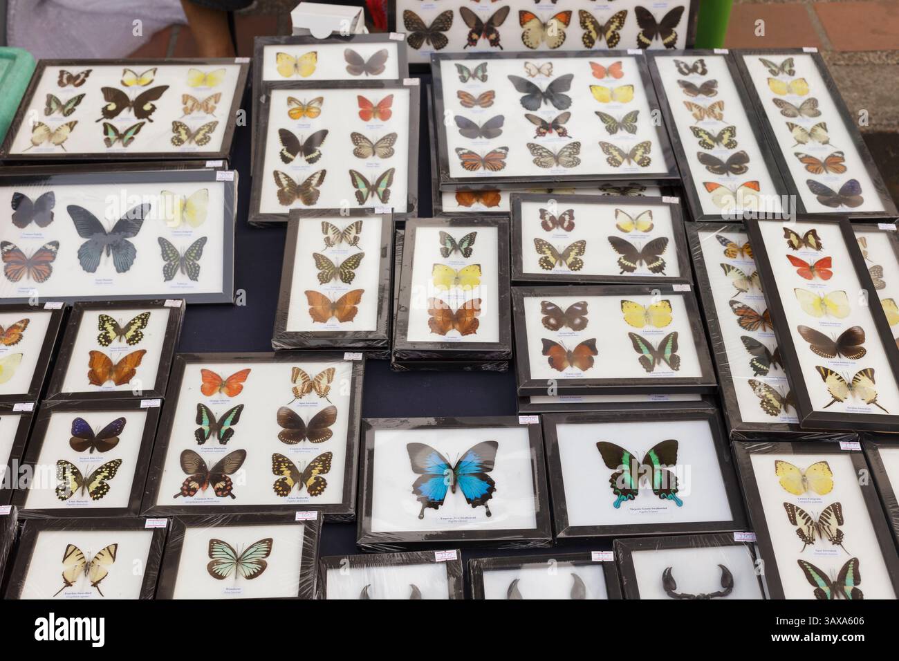 Butterfly collection display Stock Photo - Alamy