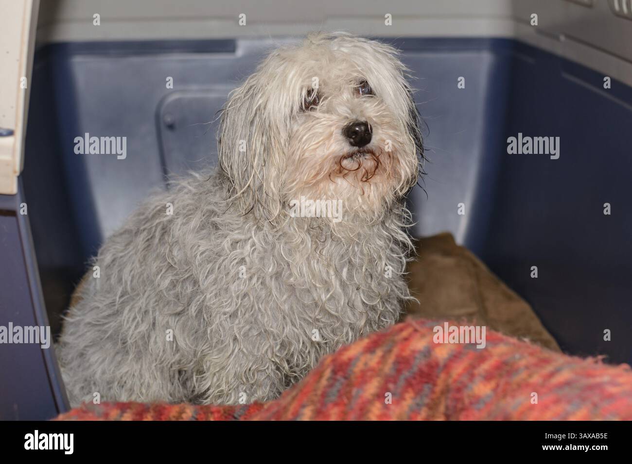 View of Small white Havanese after bathing in his dog crate - Havanese Stock ...