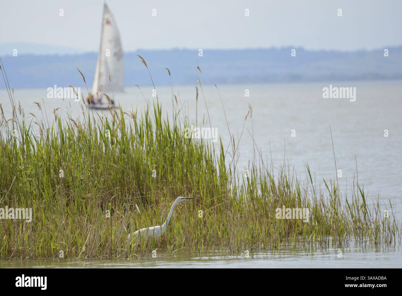 Heron in the reed belt of Lake Neusiedl and sailing boat - Austria ...