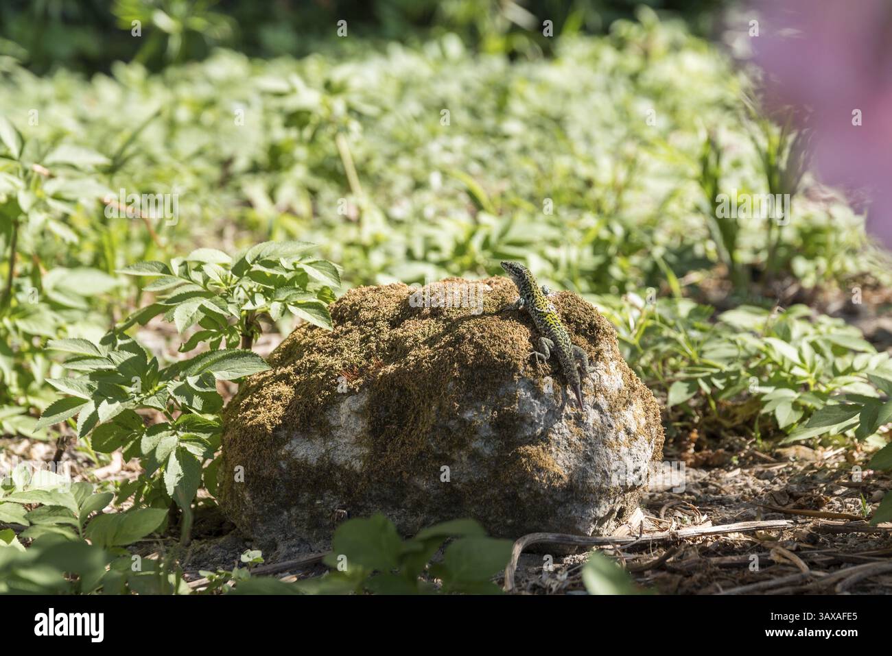 Lizard sunbathing on a stone - Italy Stock Photo