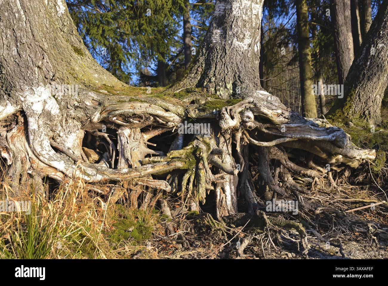 Shallow roots intertwined - intertwined root system of trees Stock ...