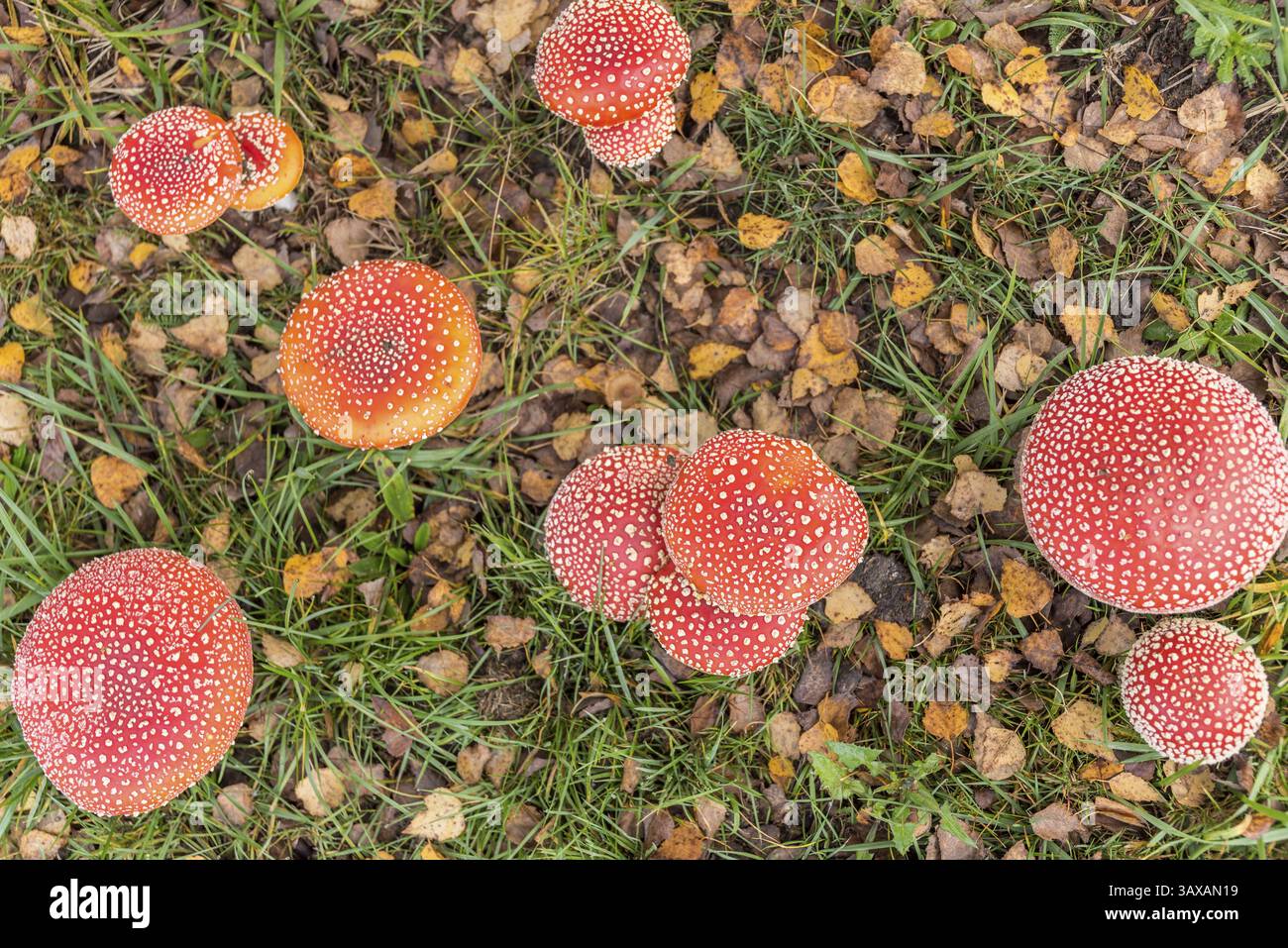 Collection of numerous glowing toadstools in autumn - inedible, bird's eye view Stock Photo