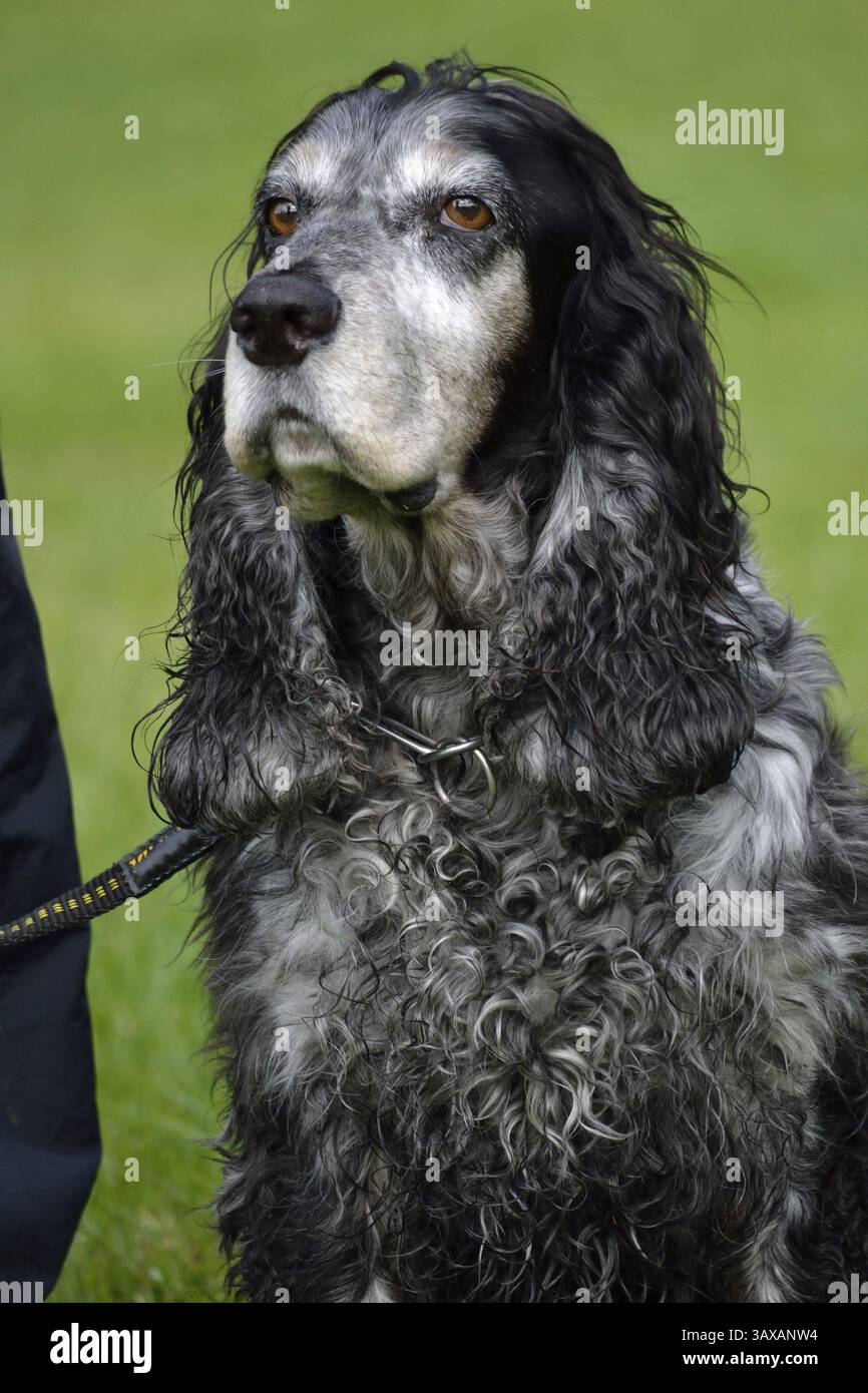 Close-up of a grey Cocker Spaniel Stock Photo