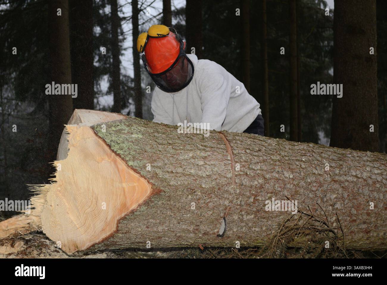 Forester works in the forest with a chainsaw Stock Photo - Alamy
