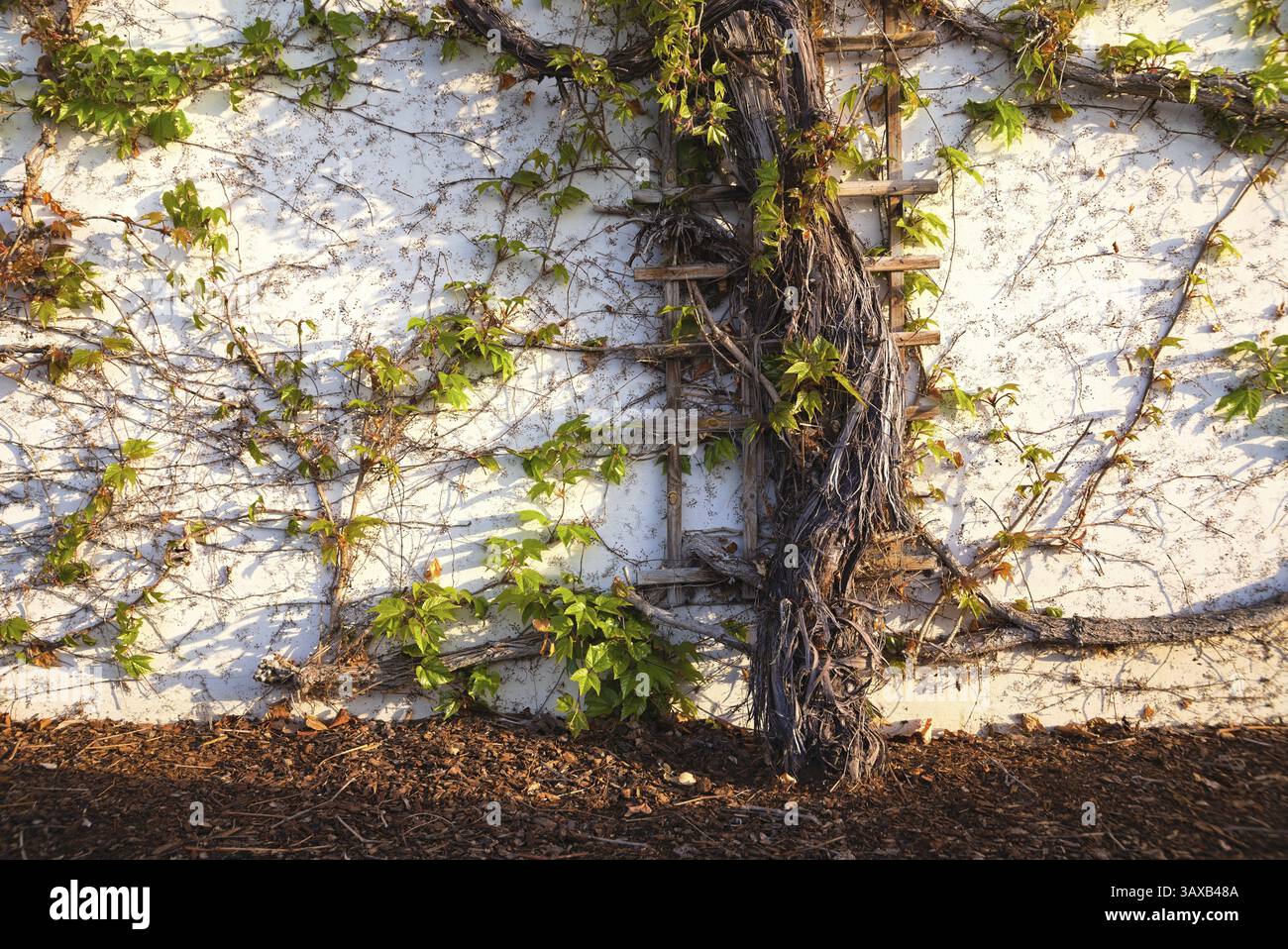 Grape growing on wall hi-res stock photography and images - Alamy