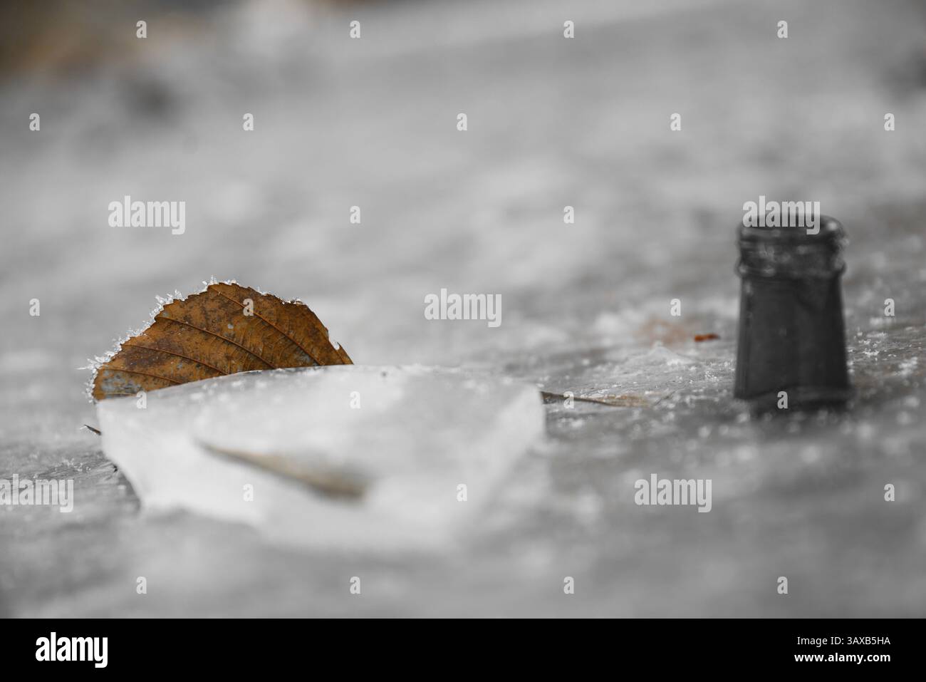 Frozen brown leaf in ice - brown leaf protruding Stock Photo - Alamy