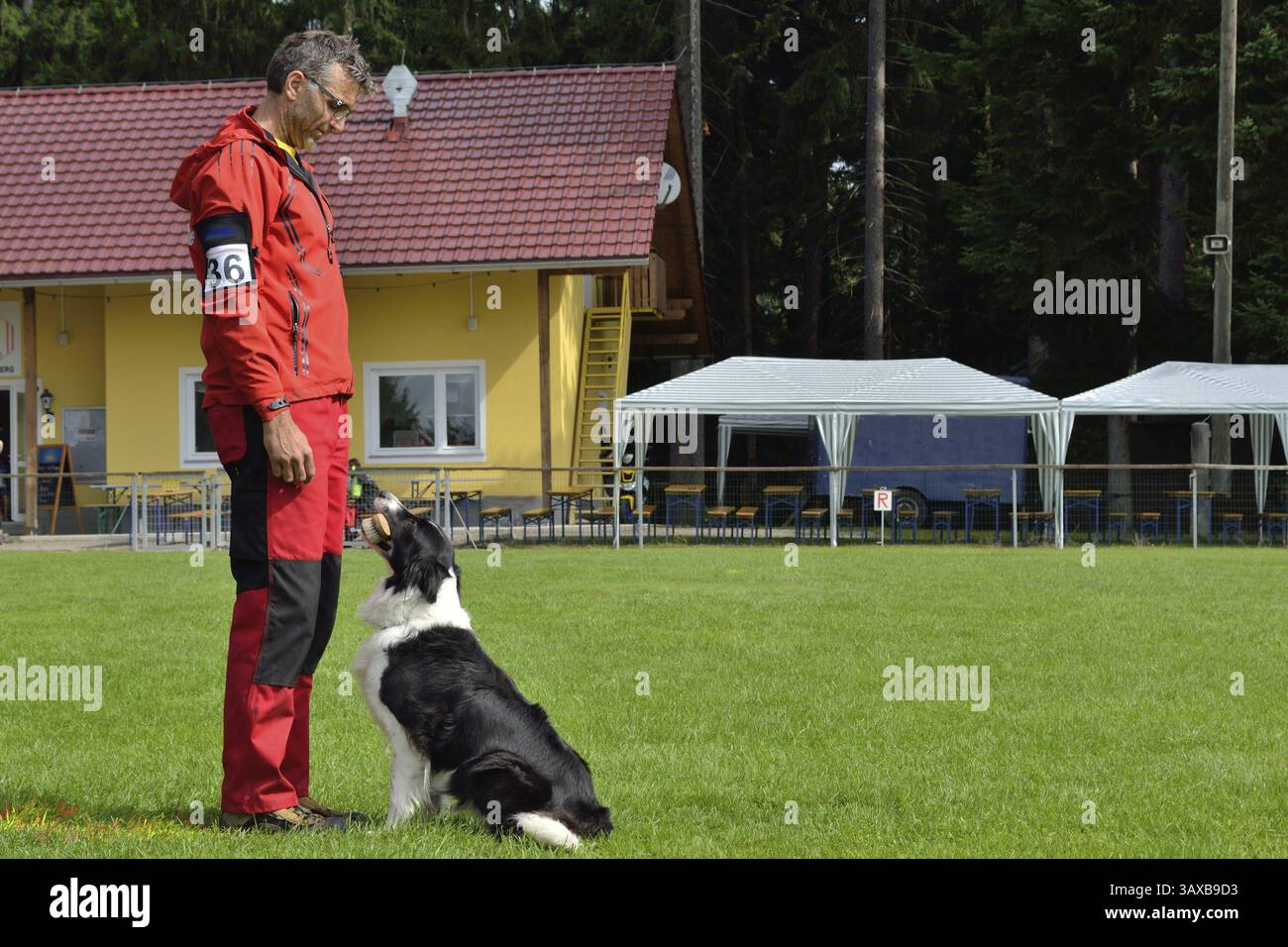 Border Collie retrieving - dog trainer at rescue dog test Stock Photo ...