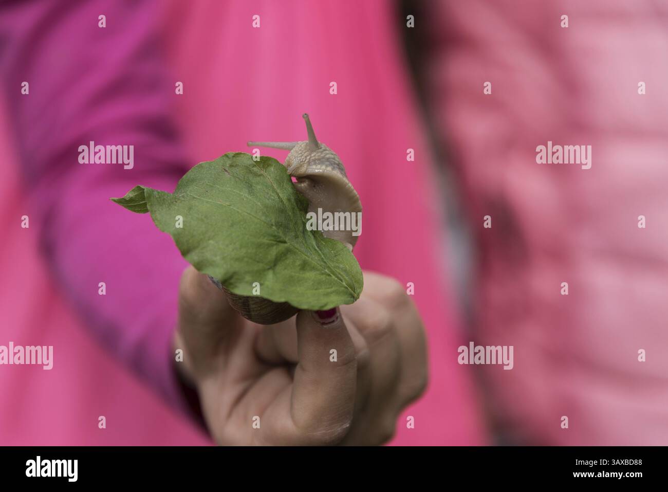 Hand holding a snail on a green leaf - pink contrast in the background Stock Photo