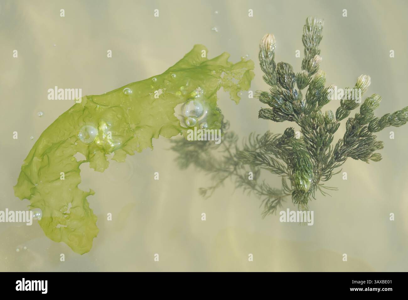Algae and seaweed floating on the surface of the sea - close-up Stock Photo