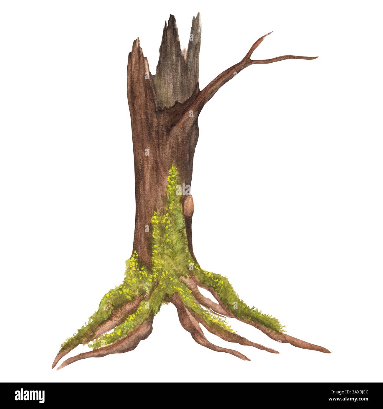 Deep olive Cut Out Stock Images Pictures Alamy