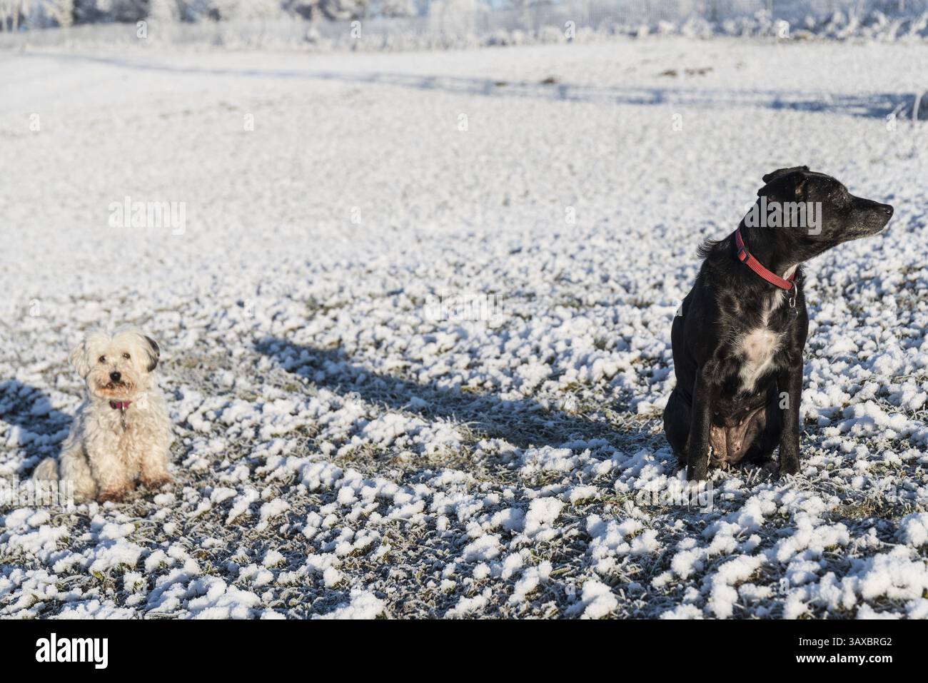 Disinterest of black and white dog when running out - safety distance Stock Photo