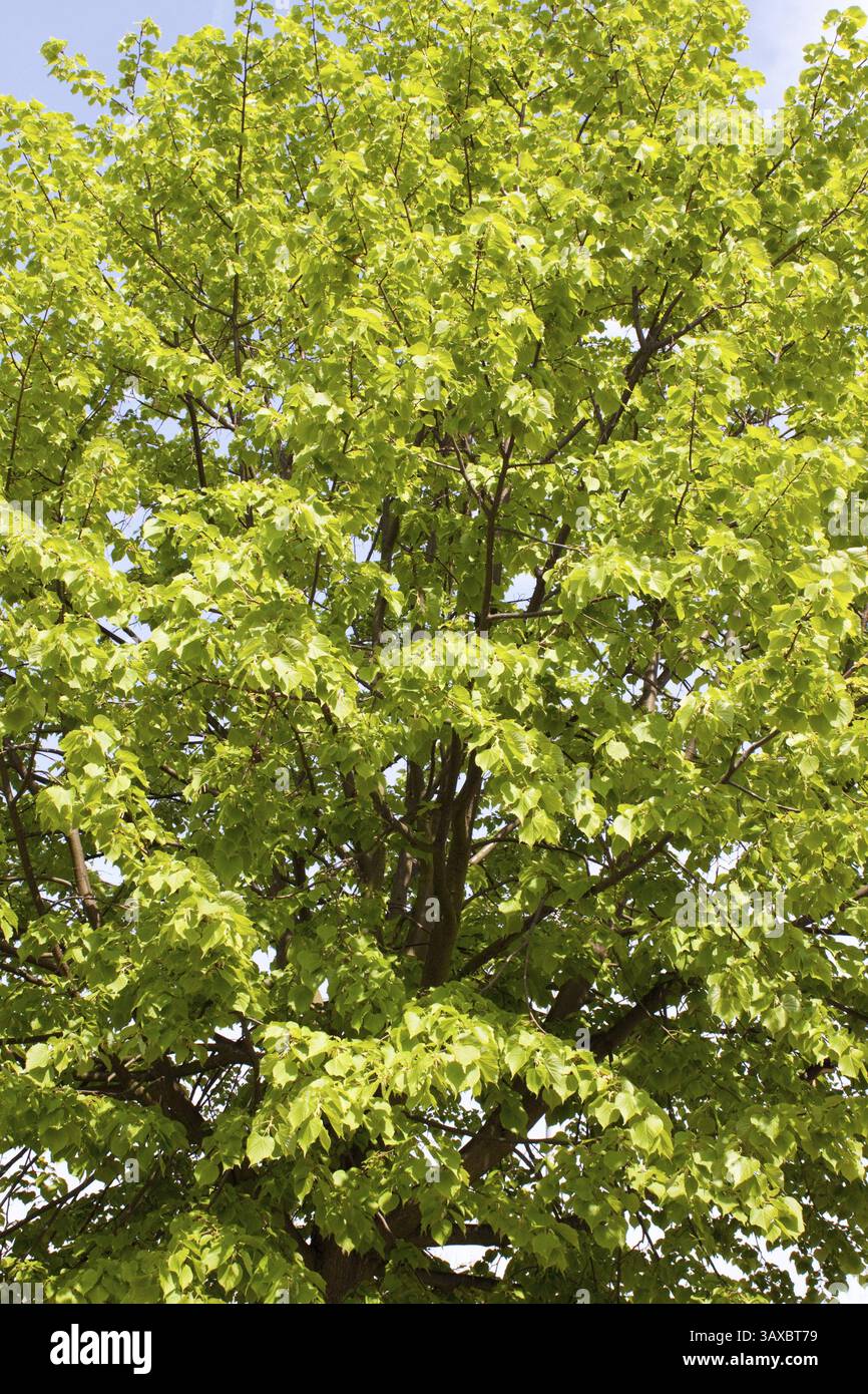 Close-up of a basswood tree in spring Close-up of a basswood tree in spring Stock Photo