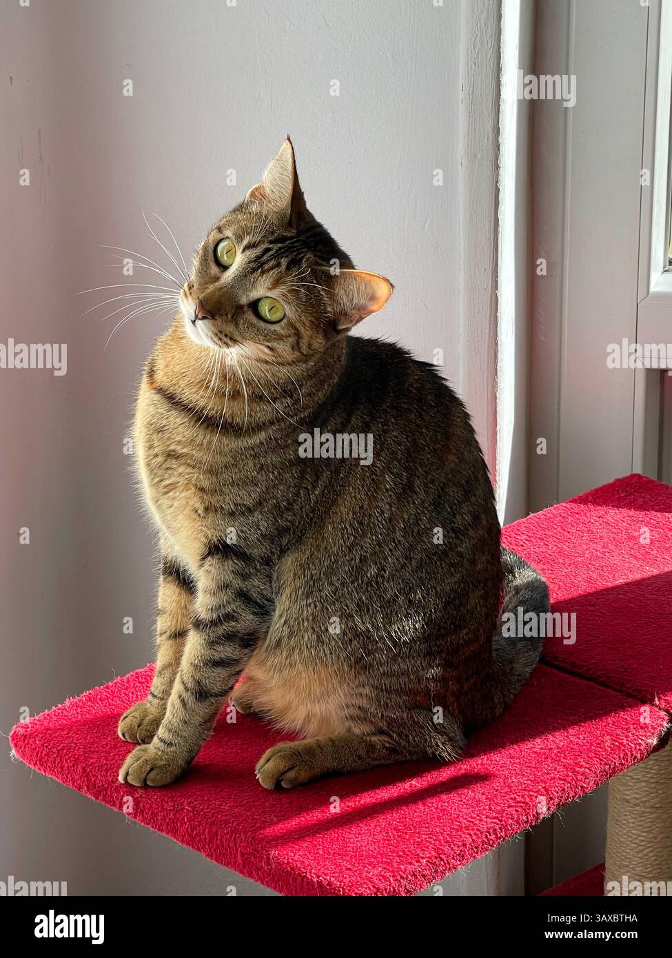 Tabby cat sitting. - Smartphone Captured Stock Image