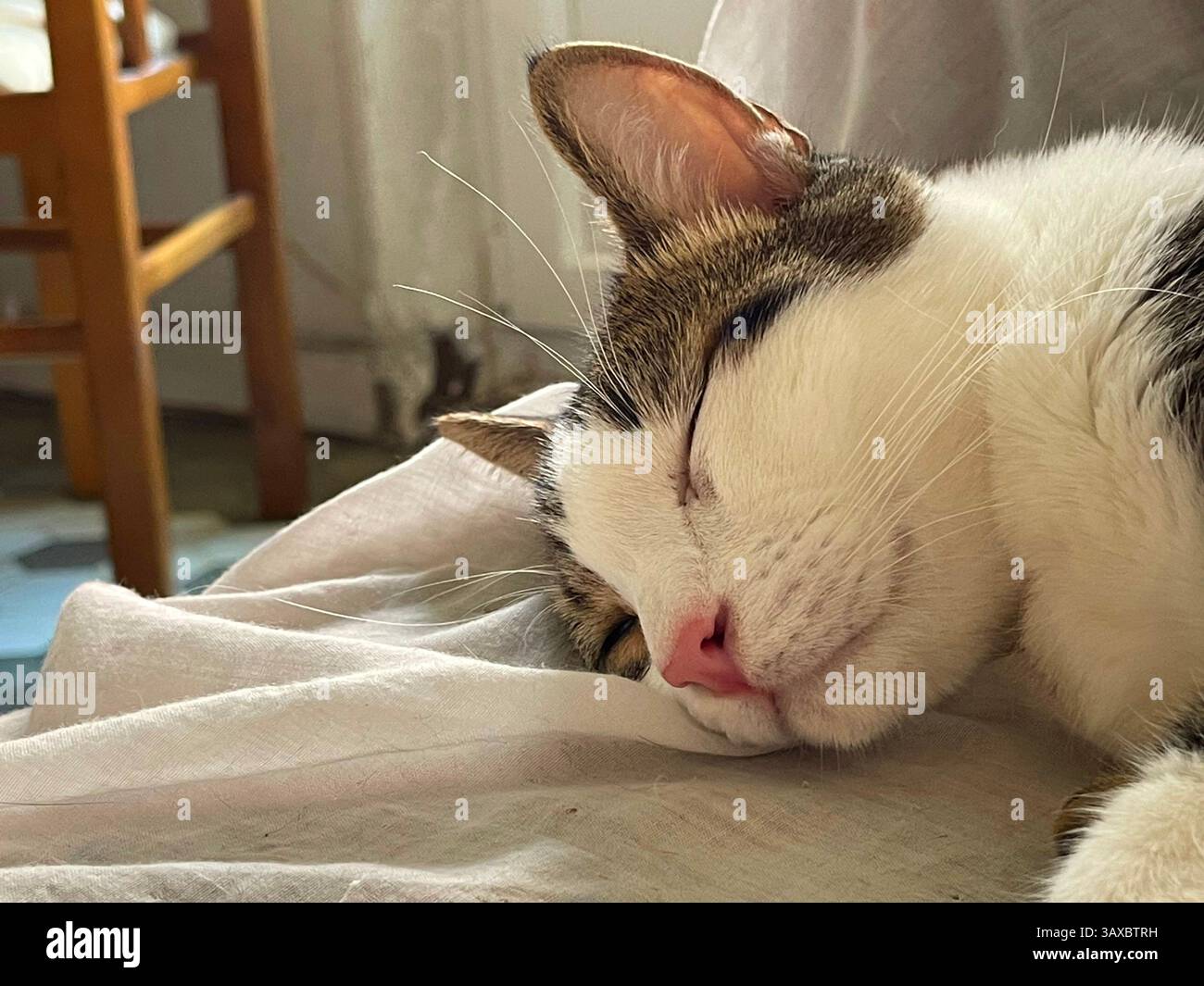 Tabby and white cat asleep. - Smartphone Captured Stock Image