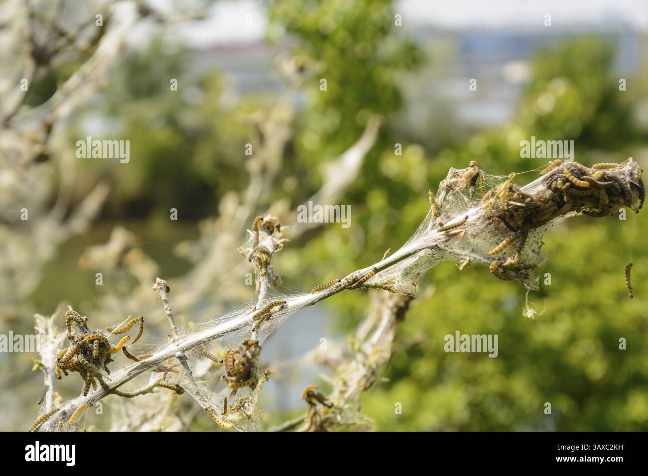Numerous bud moths eat everything - close-up of web moth caterpillars Stock Photo