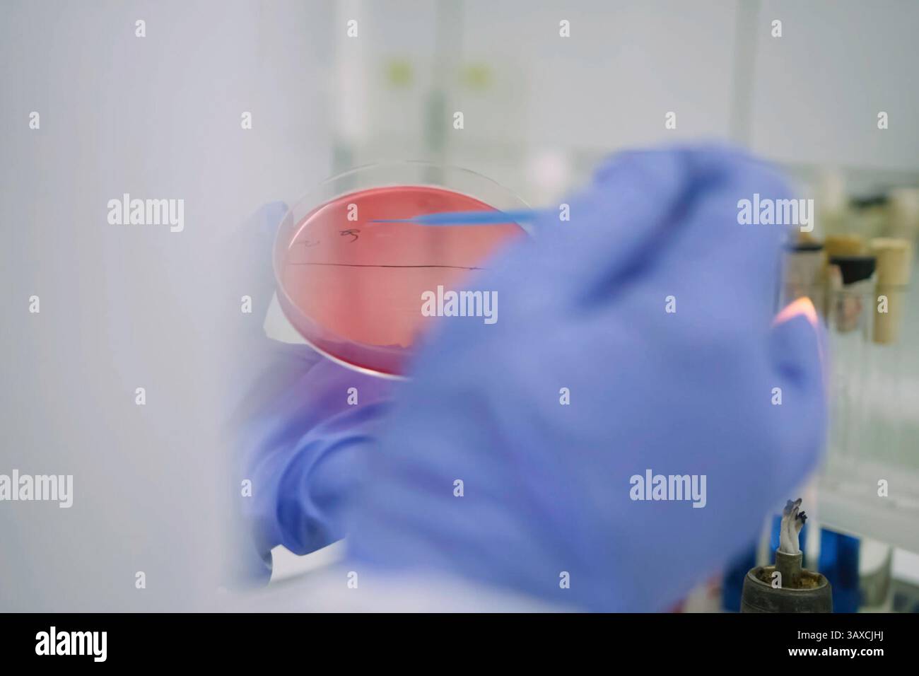 Analyses in the laboratory. Petri dish. Experiments and analyses. Stock Photo