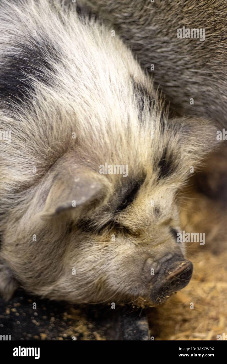 Close-up of a black and white spotted pig with a short snout. Stock Photo