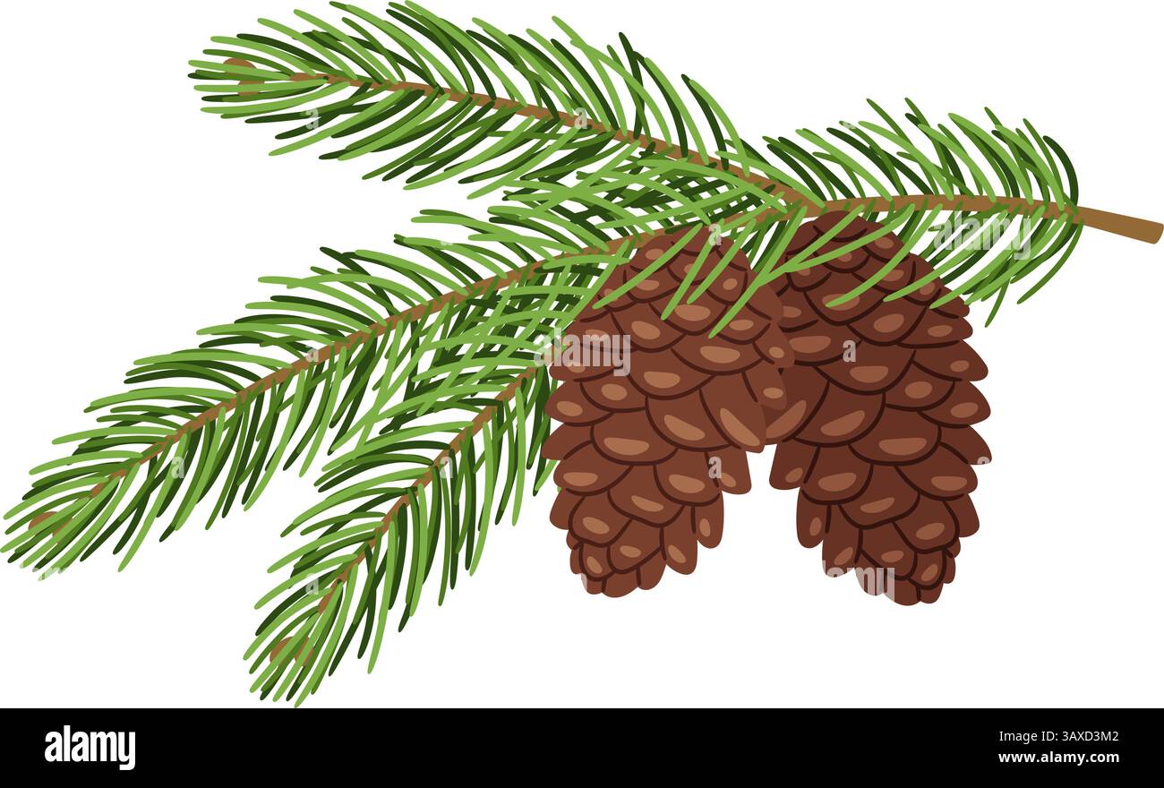 Fir tree branch with cones vector illustration original artwork Stock ...