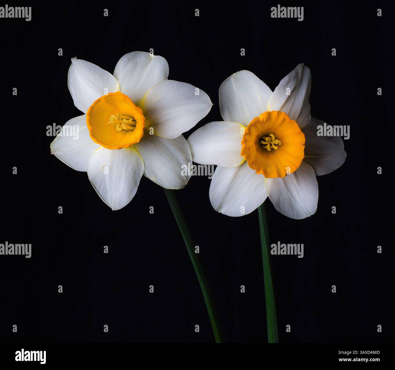 Two daffodils yellow and white and black background. Stock Photo