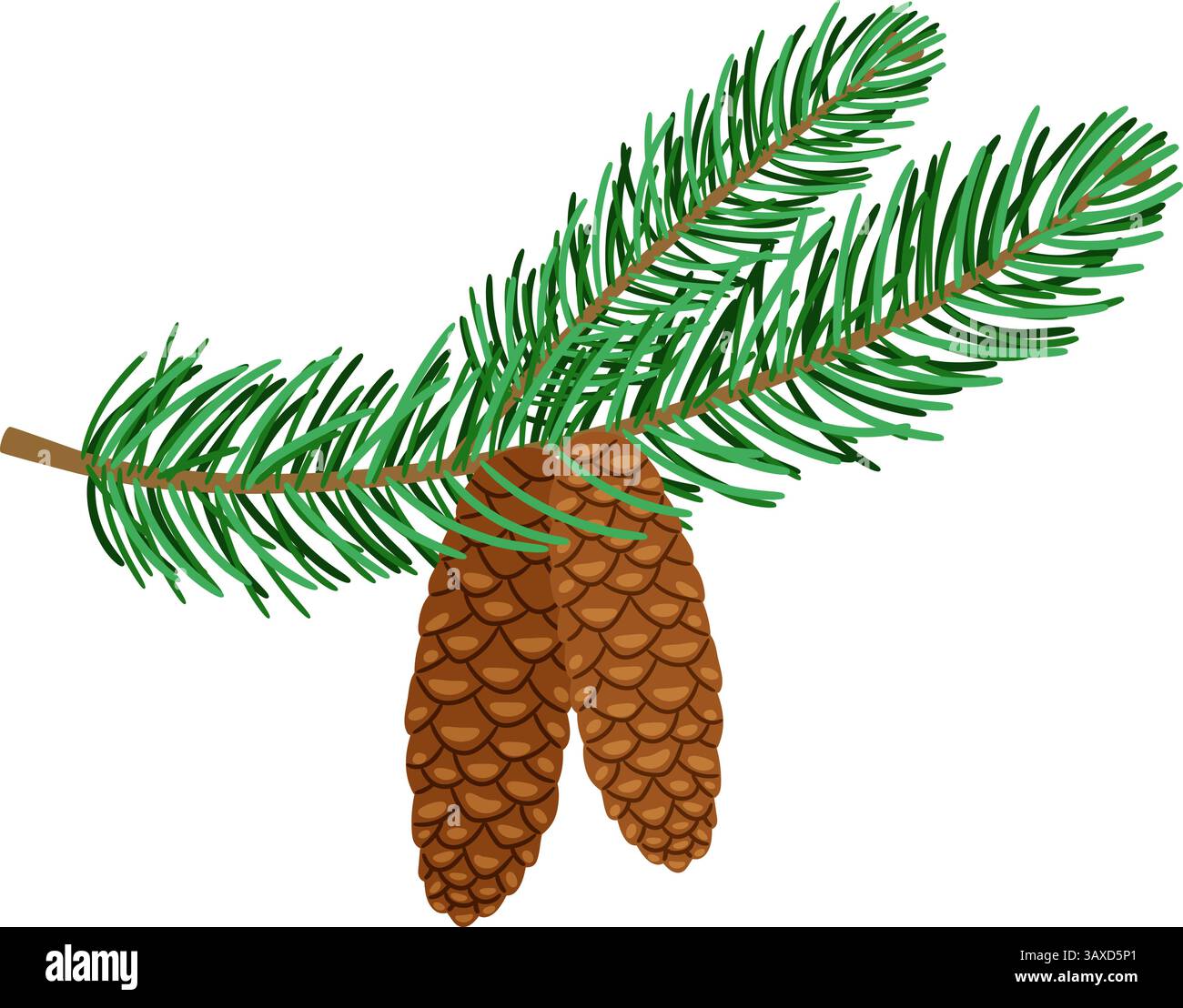 Spruce branch with fir cones vector illustration original artwork Stock ...