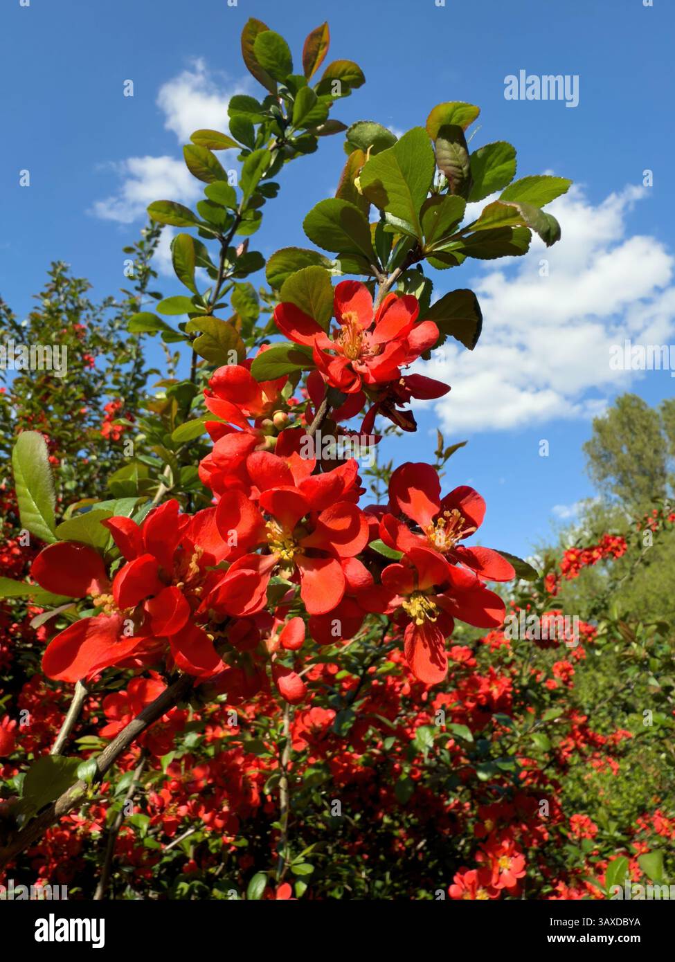 Vibrant red flowers magnolia bloom on lush green branches under bright blue sky, creating picturesque nature scene. Ideal for botanical themes, garden - Smartphone Captured Stock Image