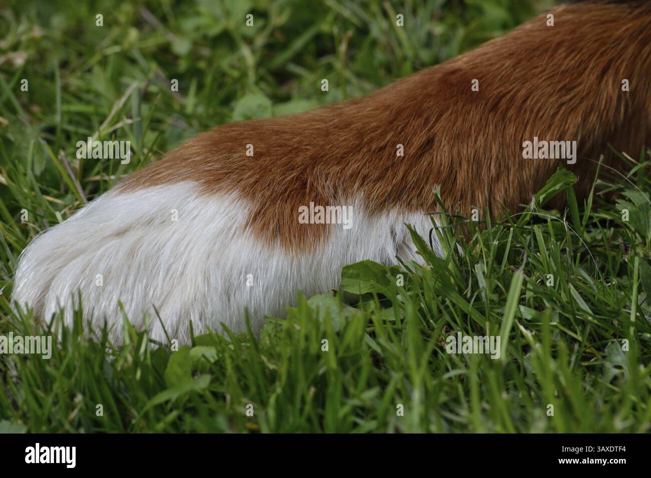 Bernese cattle dog has paw in the grass Stock Photo