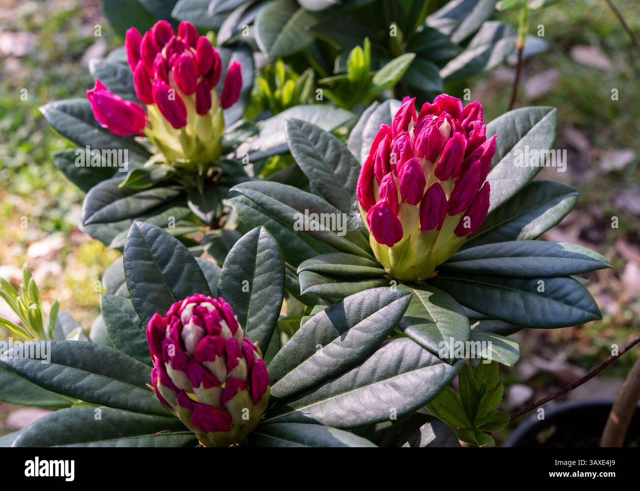 Species rhododendron hi-res stock photography and images - Page 7 - Alamy