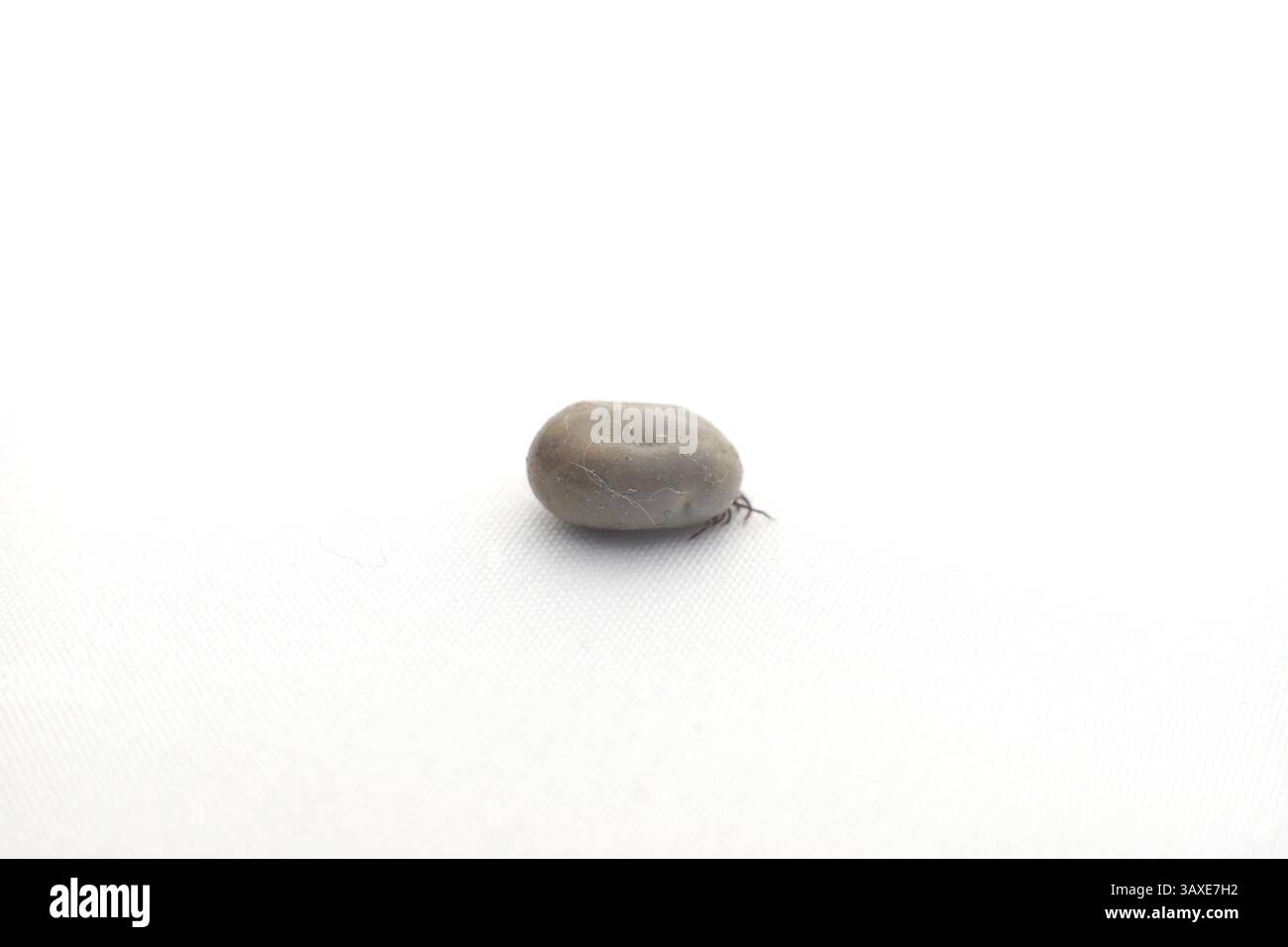 Macro shot of a tick's swollen grey abdomen covered in pet hair and ...